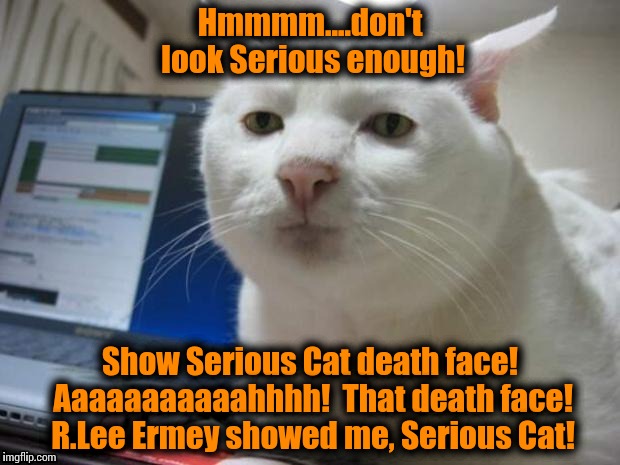 Serious Cat | Hmmmm....don't look Serious enough! Show Serious Cat death face! Aaaaaaaaaaahhhh!  That death face! R.Lee Ermey showed me, Serious Cat! | image tagged in serious cat | made w/ Imgflip meme maker
