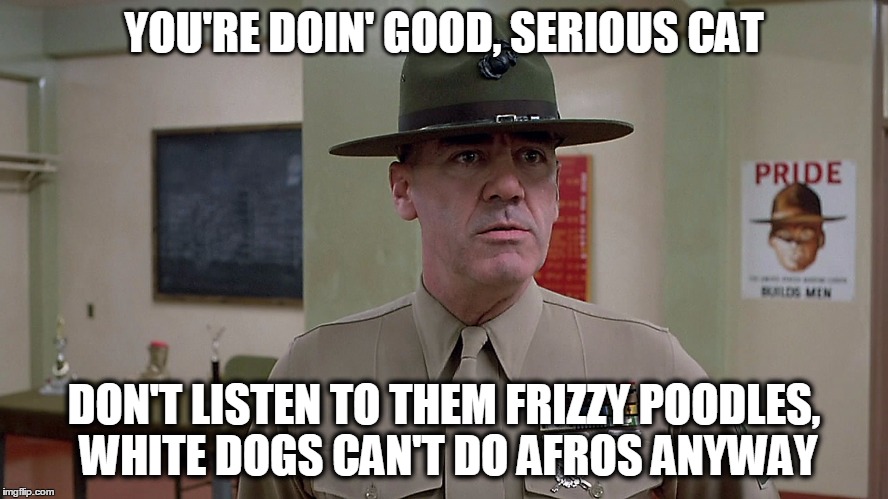 YOU'RE DOIN' GOOD, SERIOUS CAT DON'T LISTEN TO THEM FRIZZY POODLES, WHITE DOGS CAN'T DO AFROS ANYWAY | made w/ Imgflip meme maker