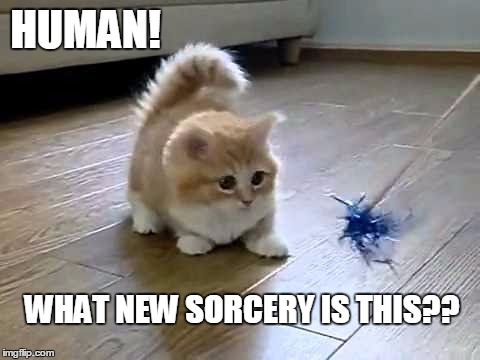 Ensorcelled Kitteh | HUMAN! WHAT NEW SORCERY IS THIS?? | image tagged in sorcery,ensorcelled,kitten | made w/ Imgflip meme maker