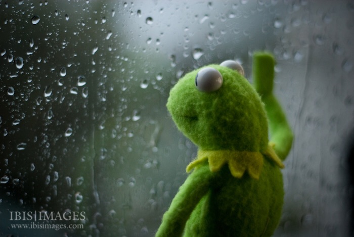 High Quality Kermit in the rain Blank Meme Template