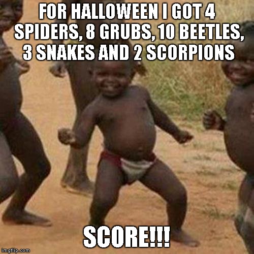 Third World Success Kid Meme | FOR HALLOWEEN I GOT 4 SPIDERS, 8 GRUBS, 10 BEETLES, 3 SNAKES AND 2 SCORPIONS SCORE!!! | image tagged in memes,third world success kid,halloween,trick or treat,funny | made w/ Imgflip meme maker
