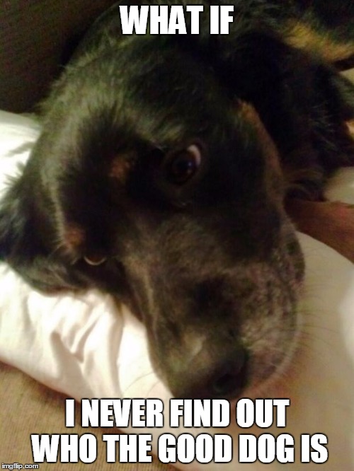 first world dog | WHAT IF I NEVER FIND OUT WHO THE GOOD DOG IS | image tagged in first world dog | made w/ Imgflip meme maker