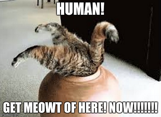 HUMAN! GET MEOWT OF HERE! NOW!!!!!!! | image tagged in stuck,jars | made w/ Imgflip meme maker