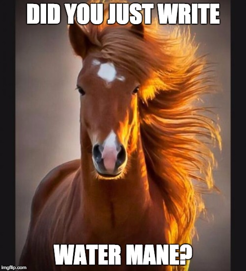 Horse | DID YOU JUST WRITE WATER MANE? | image tagged in horse | made w/ Imgflip meme maker