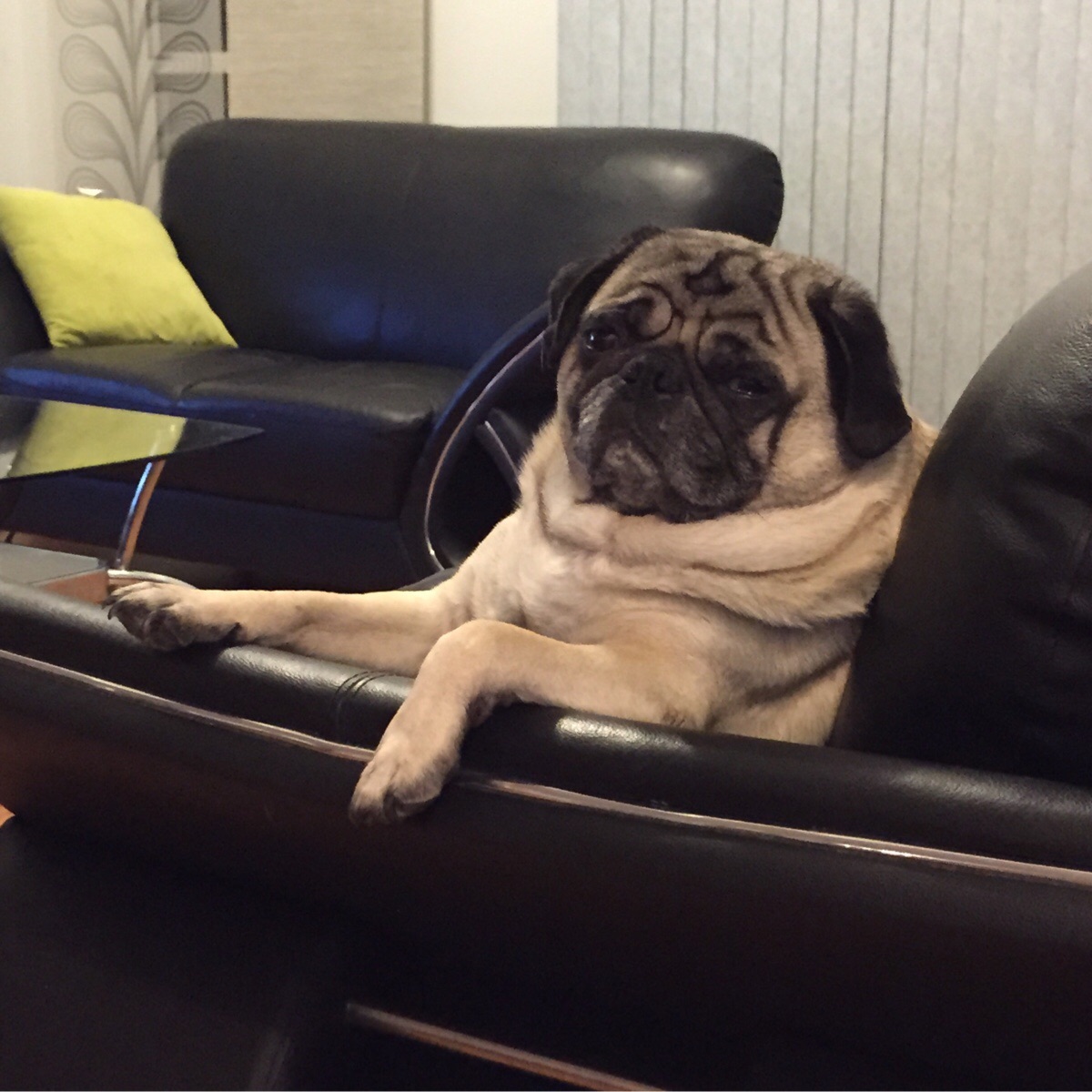 High Quality Most interesting pug in the world Blank Meme Template