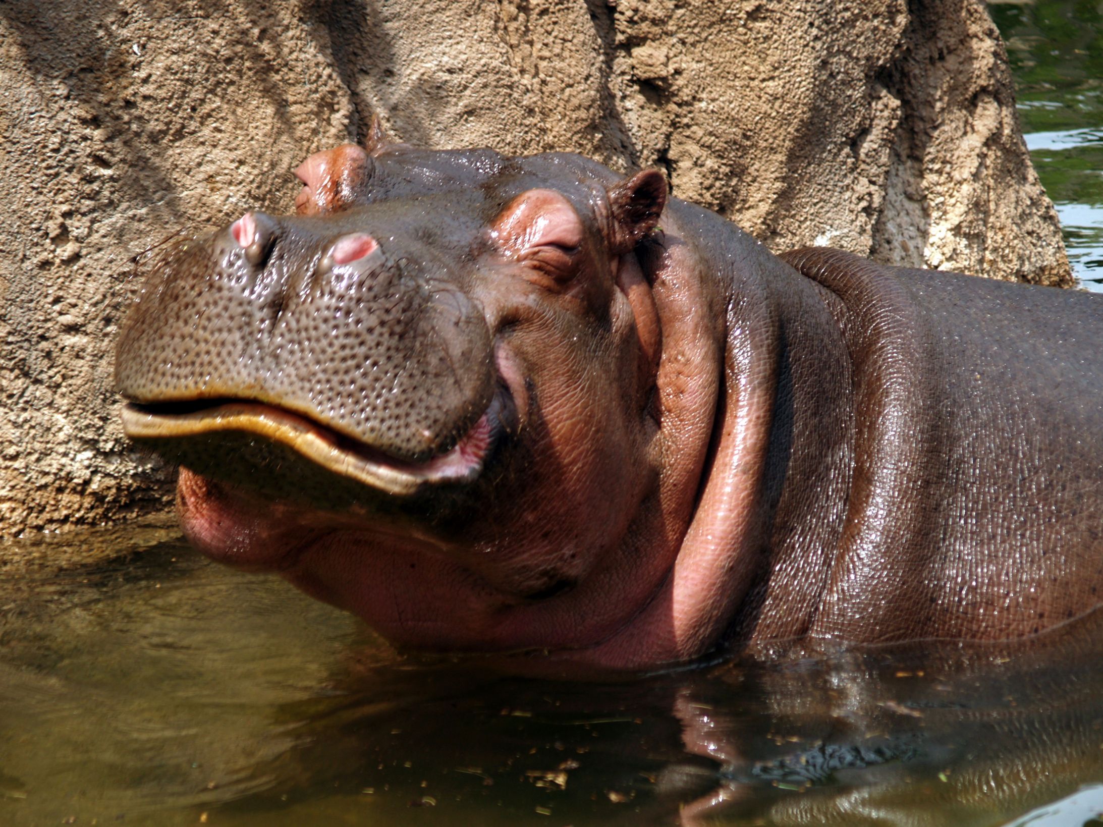 Hippo happy Meme Generator. 