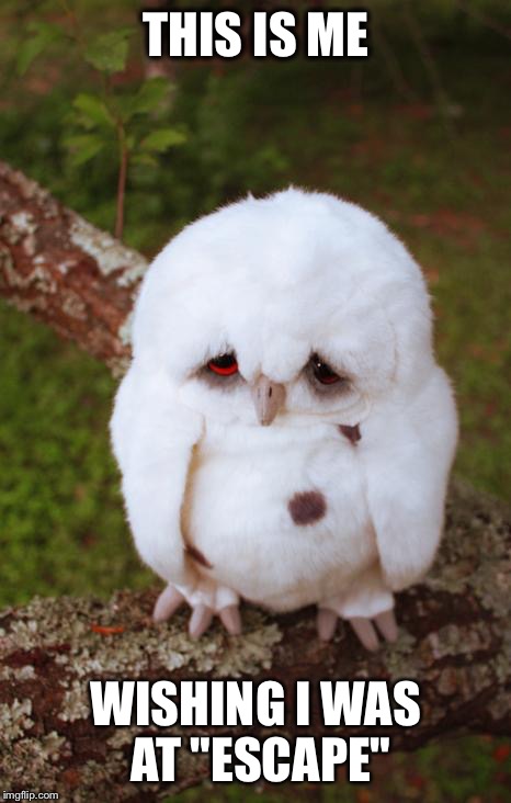 sad owl | THIS IS ME WISHING I WAS AT "ESCAPE" | image tagged in sad owl | made w/ Imgflip meme maker