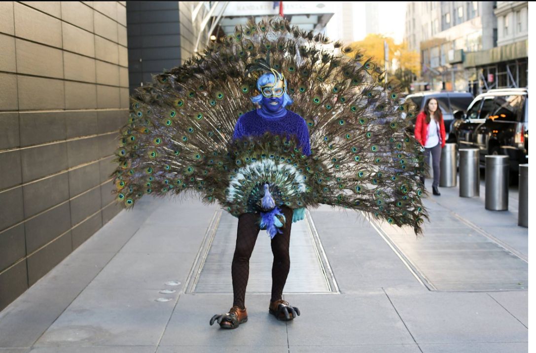 High Quality Peacocks Blank Meme Template