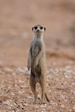 Meerkat Blank Meme Template