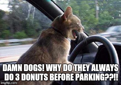 Unhelpful Cat | DAMN DOGS! WHY DO THEY ALWAYS DO 3 DONUTS BEFORE PARKING??!! | image tagged in unhelpful cat | made w/ Imgflip meme maker
