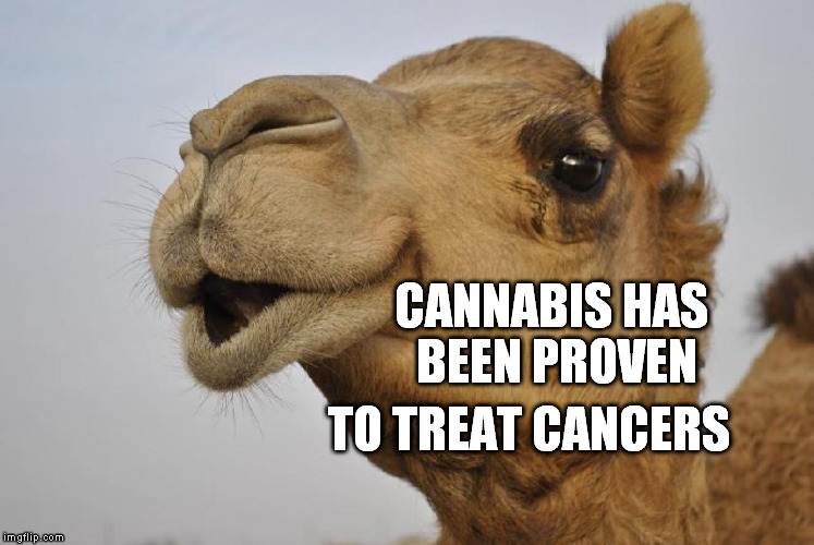 Truth Camel | CANNABIS HAS BEEN PROVEN TO TREAT CANCERS | image tagged in truth camel | made w/ Imgflip meme maker