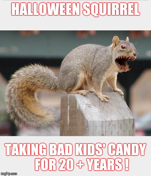Halloween Squirrel | HALLOWEEN SQUIRREL TAKING BAD KIDS' CANDY     FOR 20 + YEARS ! | image tagged in halloween,squirrel,kids,parenting | made w/ Imgflip meme maker