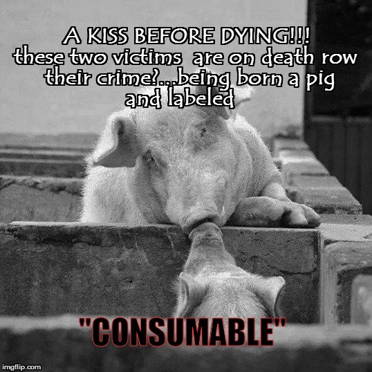The Last Kiss | "CONSUMABLE" | image tagged in pigs,pork,bacon,consumable,factory farms | made w/ Imgflip meme maker