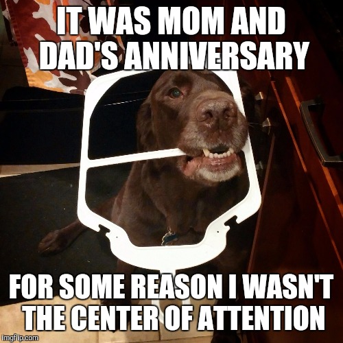 Center of attention | IT WAS MOM AND DAD'S ANNIVERSARY FOR SOME REASON I WASN'T THE CENTER OF ATTENTION | image tagged in chuckie the chocolate lab,anniversary,funny dog,labrador,funny memes | made w/ Imgflip meme maker