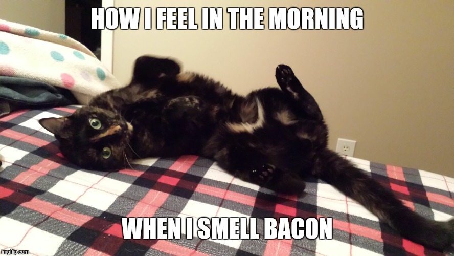 HOW I FEEL IN THE MORNING WHEN I SMELL BACON | image tagged in morning cat | made w/ Imgflip meme maker