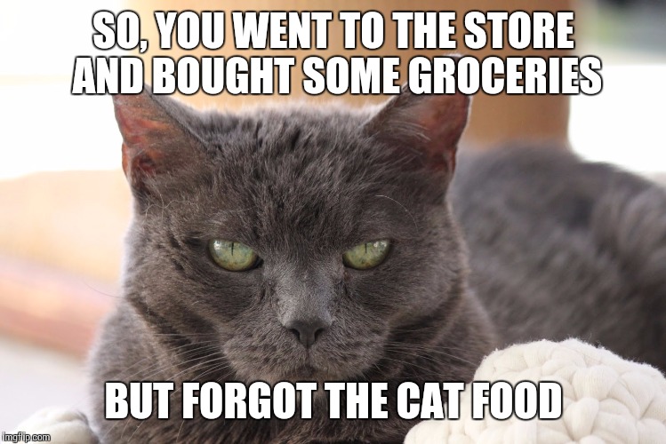 disapproving cat | SO, YOU WENT TO THE STORE AND BOUGHT SOME GROCERIES BUT FORGOT THE CAT FOOD | image tagged in disapproving cat | made w/ Imgflip meme maker