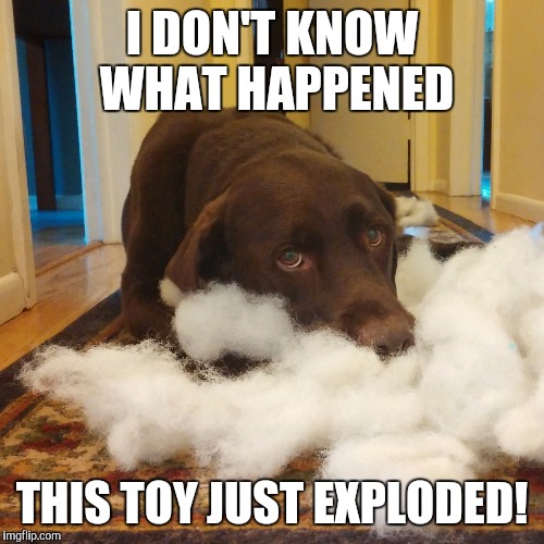 I DON'T KNOW WHAT HAPPENED THIS TOY JUST EXPLODED! | image tagged in chuckie the chocolate lab,chocolate lab,labrador retriever,retriever,dog,funny | made w/ Imgflip meme maker