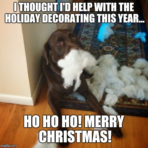 I thought I'd help decorate for Christmas | I THOUGHT I'D HELP WITH THE HOLIDAY DECORATING THIS YEAR... HO HO HO! MERRY CHRISTMAS! | image tagged in dog,christmas,chocolate lab,funny,cute,decorate | made w/ Imgflip meme maker