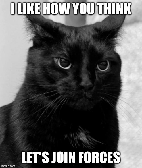 Pissed cat | I LIKE HOW YOU THINK LET'S JOIN FORCES | image tagged in pissed cat | made w/ Imgflip meme maker