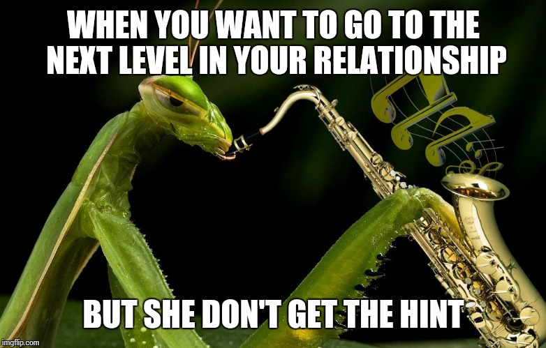 Mantis Playing Sax | WHEN YOU WANT TO GO TO THE NEXT LEVEL IN YOUR RELATIONSHIP BUT SHE DON'T GET THE HINT | image tagged in mantis playing sax,mantis | made w/ Imgflip meme maker