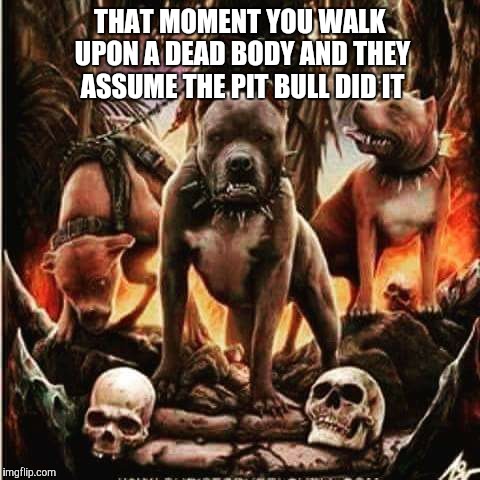 THAT MOMENT YOU WALK UPON A DEAD BODY AND THEY ASSUME THE PIT BULL DID IT | image tagged in pitbull,skulls,deadly | made w/ Imgflip meme maker