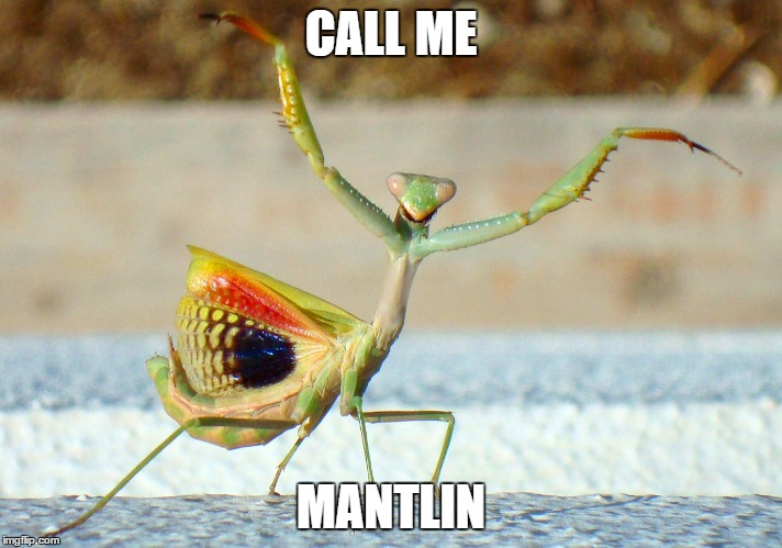 CALL ME MANTLIN | image tagged in praying mantis,mantis | made w/ Imgflip meme maker