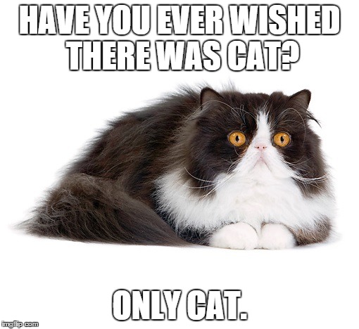 ONLY CAT | HAVE YOU EVER WISHED THERE WAS CAT? ONLY CAT. | image tagged in only cat,just cat,cat | made w/ Imgflip meme maker