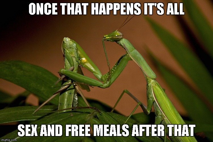 Mantis Cannibal | ONCE THAT HAPPENS IT'S ALL SEX AND FREE MEALS AFTER THAT | image tagged in mantis cannibal | made w/ Imgflip meme maker