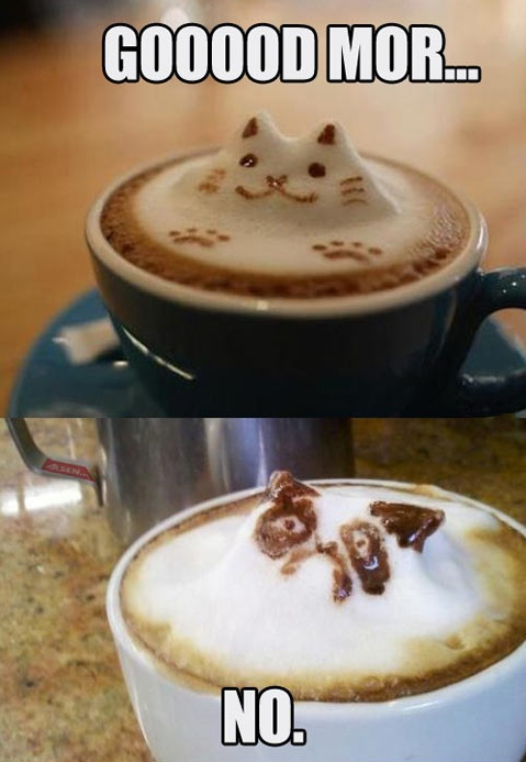 Coffee Cat | image tagged in funny,cats,animals,grumpy cat