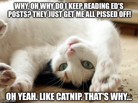 I made this for a FB friend who reads my posts and then spends hours arguing about them... | WHY, OH WHY DO I KEEP READING ED'S POSTS? THEY JUST GET ME ALL PISSED OFF! OH YEAH. LIKE CATNIP. THAT'S WHY... | image tagged in catnip cat | made w/ Imgflip meme maker