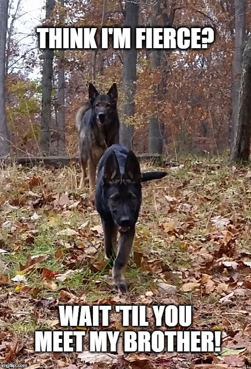 Fierce puppy | THINK I'M FIERCE? WAIT 'TIL YOU MEET MY BROTHER! | image tagged in gsds,dogs,tough dogs | made w/ Imgflip meme maker