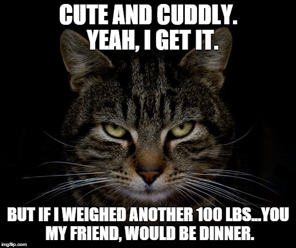 We are not your friend | CUTE AND CUDDLY.  YEAH, I GET IT. BUT IF I WEIGHED ANOTHER 100 LBS...YOU MY FRIEND, WOULD BE DINNER. | image tagged in angry cat,demotivationals | made w/ Imgflip meme maker