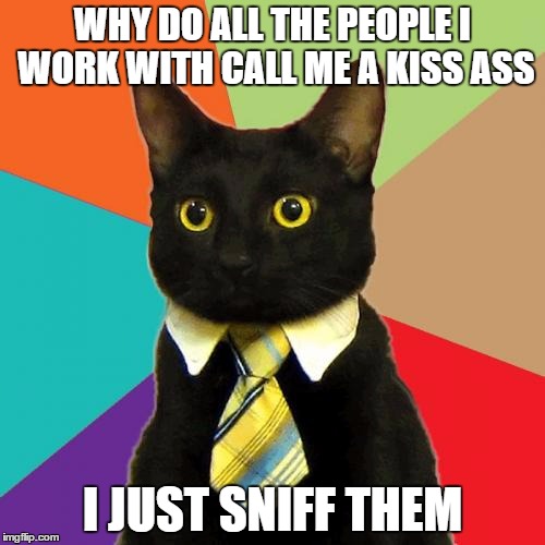 Business Cat Meme | WHY DO ALL THE PEOPLE I WORK WITH CALL ME A KISS ASS I JUST SNIFF THEM | image tagged in memes,business cat | made w/ Imgflip meme maker