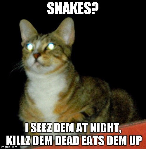 SNAKES? I SEEZ DEM AT NIGHT, KILLZ DEM DEAD EATS DEM UP | image tagged in natural night vision | made w/ Imgflip meme maker