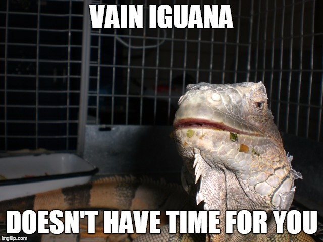 VAIN IGUANA DOESN'T HAVE TIME FOR YOU | image tagged in vain iguana | made w/ Imgflip meme maker