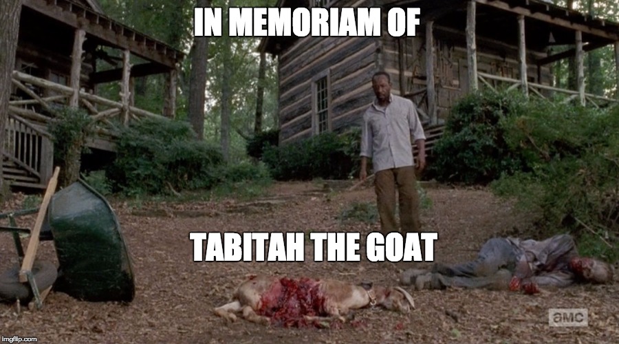 IN MEMORIAM OF TABITAH THE GOAT | image tagged in rip goat | made w/ Imgflip meme maker