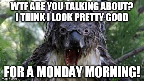 Angry Koala Meme | WTF ARE YOU TALKING ABOUT? I THINK I LOOK PRETTY GOOD FOR A MONDAY MORNING! | image tagged in memes,angry koala | made w/ Imgflip meme maker