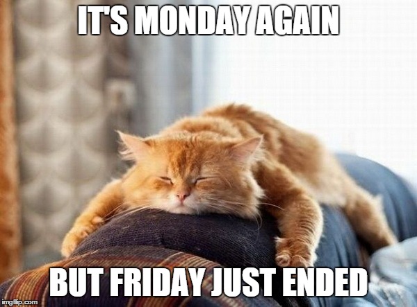 Monday Cat IT'S MONDAY AGAIN BUT FRIDAY JUST ENDED image tagged in mon...