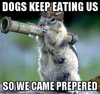 Bazooka Squirrel | DOGS KEEP EATING US SO WE CAME PREPERED | image tagged in memes,bazooka squirrel | made w/ Imgflip meme maker