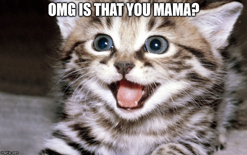 Amazed Cat | OMG IS THAT YOU MAMA? | image tagged in amazed cat | made w/ Imgflip meme maker