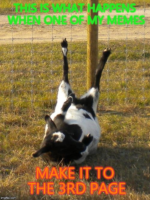 Fainting goat | THIS IS WHAT HAPPENS WHEN ONE OF MY MEMES MAKE IT TO THE 3RD PAGE | image tagged in fainting goat | made w/ Imgflip meme maker
