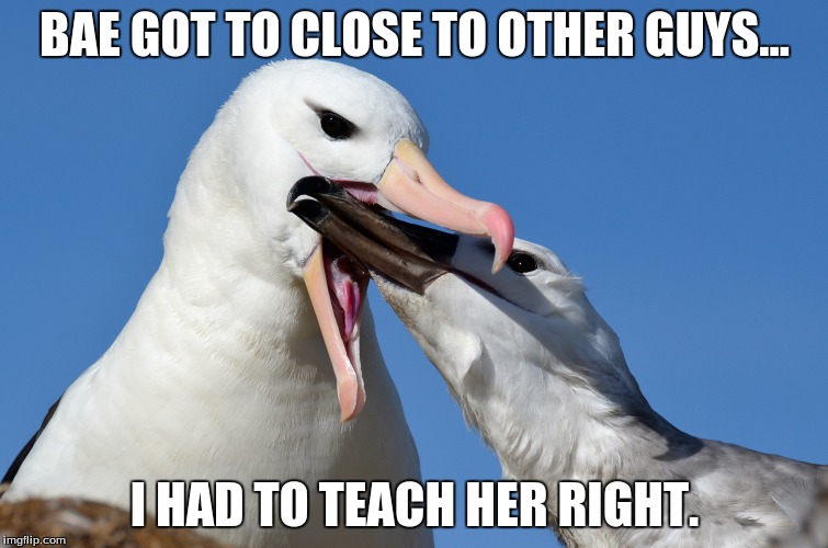BAE GOT TO CLOSE TO OTHER GUYS... I HAD TO TEACH HER RIGHT. | image tagged in jessica alba,bae,bitch called me ugly,bitch does it look like i care,albatross | made w/ Imgflip meme maker