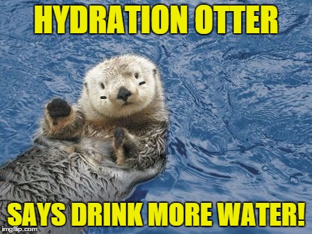 Hydration Otter | HYDRATION OTTER SAYS DRINK MORE WATER! | image tagged in derby otter,hydrate,water,drink | made w/ Imgflip meme maker