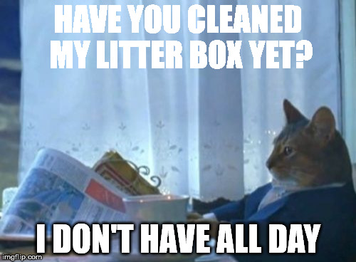 I Should Buy A Boat Cat | HAVE YOU CLEANED MY LITTER BOX YET? I DON'T HAVE ALL DAY | image tagged in memes,i should buy a boat cat | made w/ Imgflip meme maker