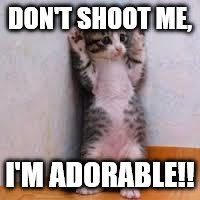 I'm too cute to die!! | DON'T SHOOT ME, I'M ADORABLE!! | image tagged in cats | made w/ Imgflip meme maker