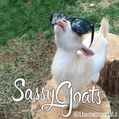 High Quality sassy goat Blank Meme Template