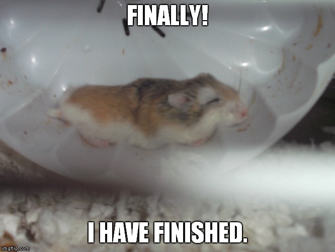 Sleepy hamster | FINALLY! I HAVE FINISHED. | image tagged in hamster | made w/ Imgflip meme maker