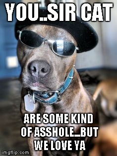 Gangsta Dog | YOU..SIR CAT ARE SOME KIND OF ASSHOLE...BUT WE LOVE YA | image tagged in gangsta dog | made w/ Imgflip meme maker