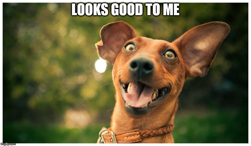 crazy mutt | LOOKS GOOD TO ME | image tagged in crazy mutt | made w/ Imgflip meme maker