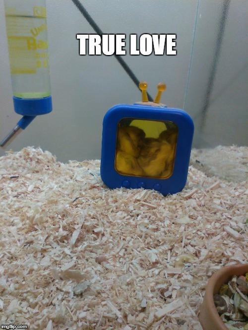 True Love | TRUE LOVE | image tagged in cute,pets,love | made w/ Imgflip meme maker
